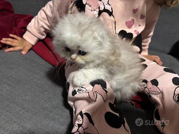 Cuccioli Scottish Longhair