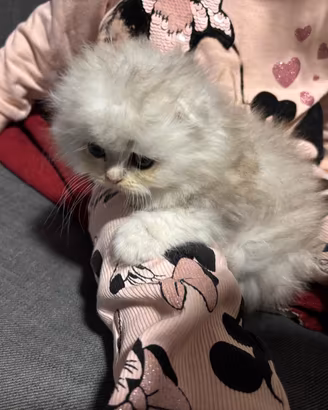 Cuccioli Scottish Longhair