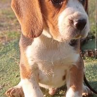 Beagle