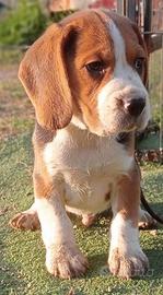 Beagle