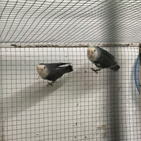 Inseparabili femmine