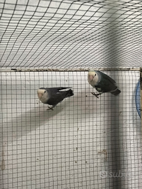 Inseparabili femmine