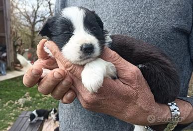 Cuccioli Border Collie