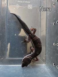 Dismissione allevamento - 13 gechi leopardini + 6