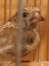 Cardellino allevato dalla canarina