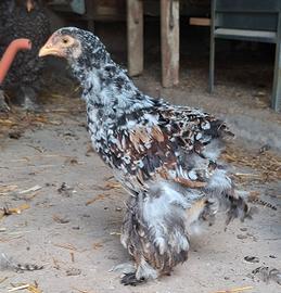 gallo giovane brahma millefiori