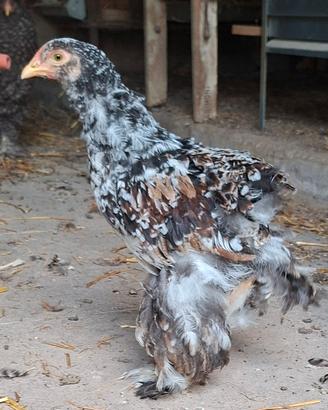 gallo giovane brahma millefiori
