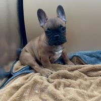 Bulldog Francese con Pedigree