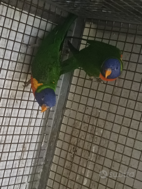 Coppia lori molucano