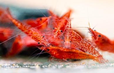 Caredine davide red cerry 1cm / 1.2cm