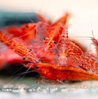 Caredine davide red cerry 1cm / 1.2cm