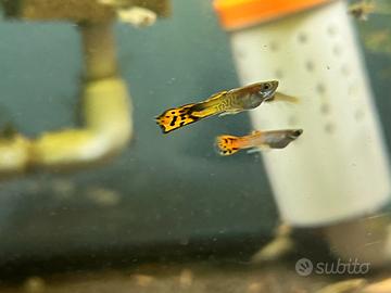 Endler - Endler Guppy