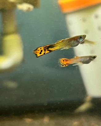 Endler - Endler Guppy