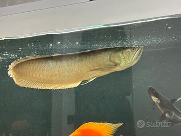 Arowana silver