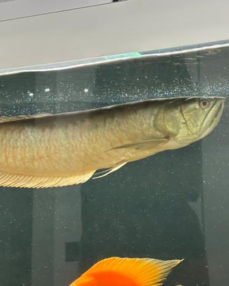 Arowana silver