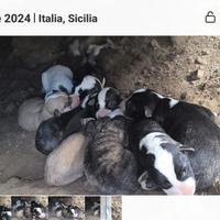 Cuccioli di Pastore Asia Centrale