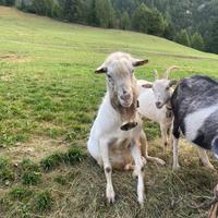 Becco da monta Saneen