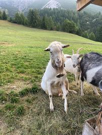 Becco da monta Saneen