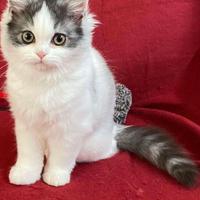 Cucciola di gatti persiani normotipici FEMMINA