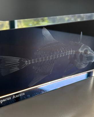 Fermacarte in vetro con incisione 3D laser