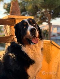Bovaro del Bernese disponibile per monta