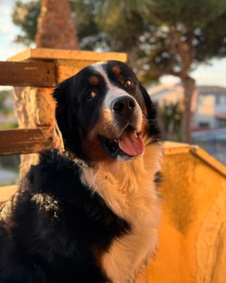 Bovaro del Bernese disponibile per monta