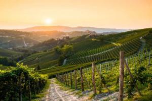 Immobile di 130000 m² con più di 5 locali a Moasca