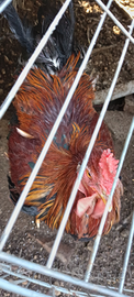 Gallo incrocio brahma