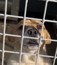 Margot fuori dal canile