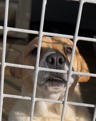 Margot fuori dal canile