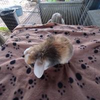 Coniglietto ariete nano miniloop