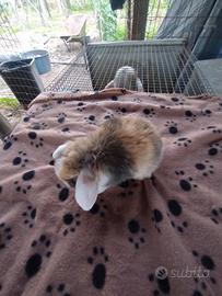 Coniglietto ariete nano miniloop