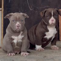 American Bully XL / XXL