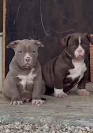 American Bully XL / XXL