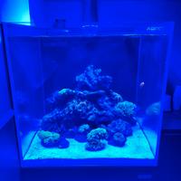 Acquario Marino AQPET Kubic 50x50x50