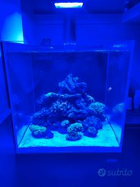 Acquario Marino AQPET Kubic 50x50x50