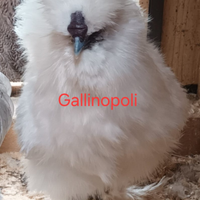 Galline Galli Ornamentali varie razze pure
