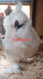Galline Galli Ornamentali varie razze pure
