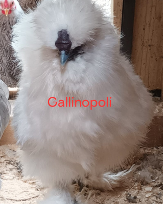 Galline Galli Ornamentali varie razze pure