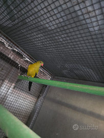 Parroccheti coda nera