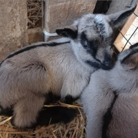 Caprette da latte e da compagnia