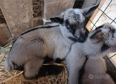 Caprette da latte e da compagnia