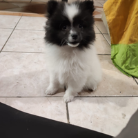 Cucciole di volpino italiano