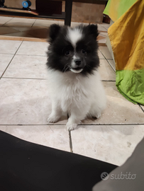 Cucciole di volpino italiano