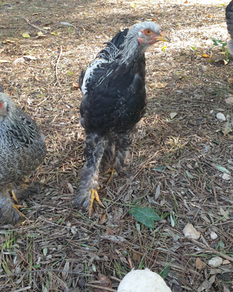 Brahma