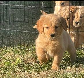 Golden americani retreiver