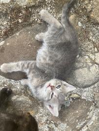 Cucciola gatta incrocio certosino