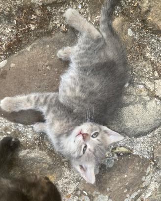 Cucciola gatta incrocio certosino