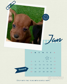 Pinscher