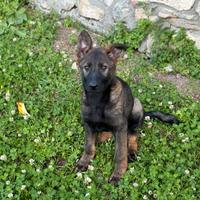 Cucciolo pastore tedesco
